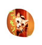 アメショー猫モモのぐーたらスタンプ（個別スタンプ：2）
