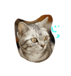 アメショー猫モモのぐーたらスタンプ（個別スタンプ：5）