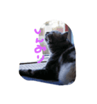 アメショー猫モモのぐーたらスタンプ（個別スタンプ：6）