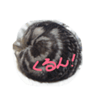 アメショー猫モモのぐーたらスタンプ（個別スタンプ：8）