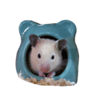 ハムスター達（個別スタンプ：1）