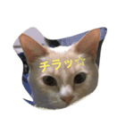 ニャンコの日常♥️（個別スタンプ：4）