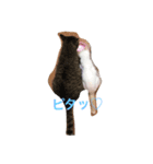 ニャンコの日常♥️（個別スタンプ：5）