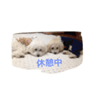 ちび太とまる（個別スタンプ：13）