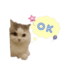 ばしさんちのチャッピー（個別スタンプ：1）