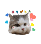 ばしさんちのチャッピー（個別スタンプ：4）