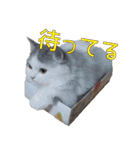ばしさんちのチャッピー（個別スタンプ：10）