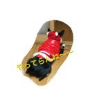 エジプト犬バセンジー（個別スタンプ：3）