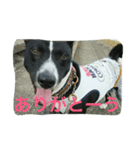エジプト犬バセンジー（個別スタンプ：4）