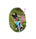 エジプト犬バセンジー（個別スタンプ：5）