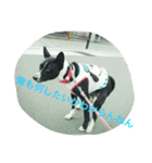 エジプト犬バセンジー（個別スタンプ：8）