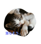 うちのネコちゃんず1（個別スタンプ：1）