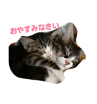 うちのネコちゃんず1（個別スタンプ：2）