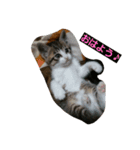 うちのネコちゃんず1（個別スタンプ：4）