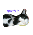 うちのネコちゃんず1（個別スタンプ：5）