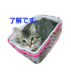 うちのネコちゃんず1（個別スタンプ：7）
