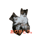 うちのネコちゃんず1（個別スタンプ：11）