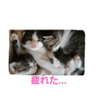 うちのネコちゃんず1（個別スタンプ：17）