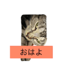 船ハウス（個別スタンプ：4）