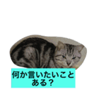 船ハウス（個別スタンプ：9）