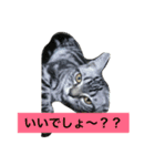 船ハウス（個別スタンプ：13）