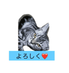 船ハウス（個別スタンプ：14）