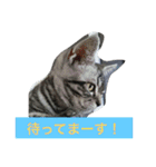 船ハウス（個別スタンプ：15）