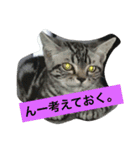 船ハウス（個別スタンプ：22）