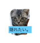 船ハウス（個別スタンプ：23）