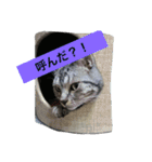 船ハウス（個別スタンプ：26）