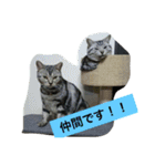 船ハウス（個別スタンプ：28）