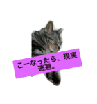 船ハウス（個別スタンプ：30）