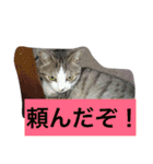 船ハウス（個別スタンプ：36）