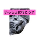 船ハウス（個別スタンプ：37）