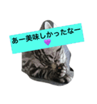 船ハウス（個別スタンプ：38）