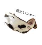 猫のがーくんの日常（個別スタンプ：1）