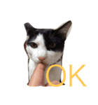 猫のがーくんの日常（個別スタンプ：3）