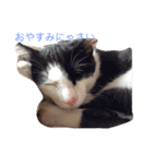 猫のがーくんの日常（個別スタンプ：4）