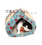 猫のがーくんの日常（個別スタンプ：6）