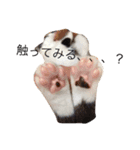 猫のがーくんの日常（個別スタンプ：7）