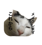 続ニャムシス（個別スタンプ：3）
