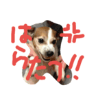 ジャックラッセルテリアのプリンちゃん（個別スタンプ：1）