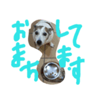 ジャックラッセルテリアのプリンちゃん（個別スタンプ：2）