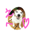ジャックラッセルテリアのプリンちゃん（個別スタンプ：4）