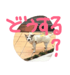 ジャックラッセルテリアのプリンちゃん（個別スタンプ：5）