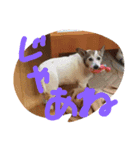 ジャックラッセルテリアのプリンちゃん（個別スタンプ：7）
