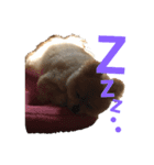 とある家の犬（個別スタンプ：1）
