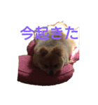 とある家の犬（個別スタンプ：2）