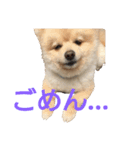 とある家の犬（個別スタンプ：3）