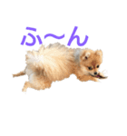 とある家の犬（個別スタンプ：4）